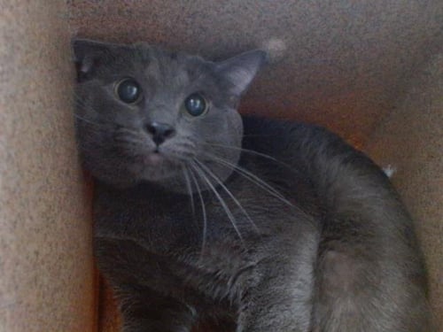 MISTER WHISKERS - Domestic Short Hair available for adoption