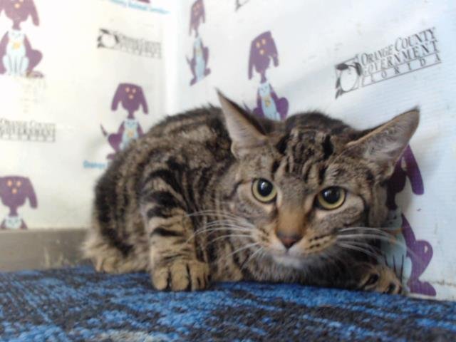 CLEOPATRA - Domestic Short Hair available for adoption