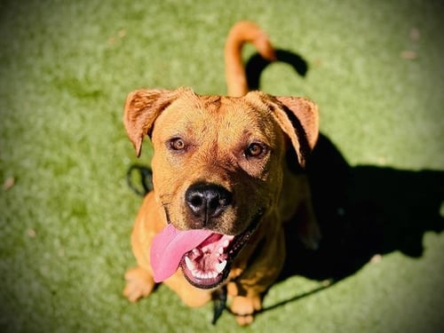 *DUDE - Labrador Retriever available for adoption