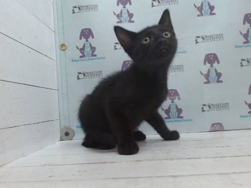 A606186 - Domestic Short Hair available for adoption