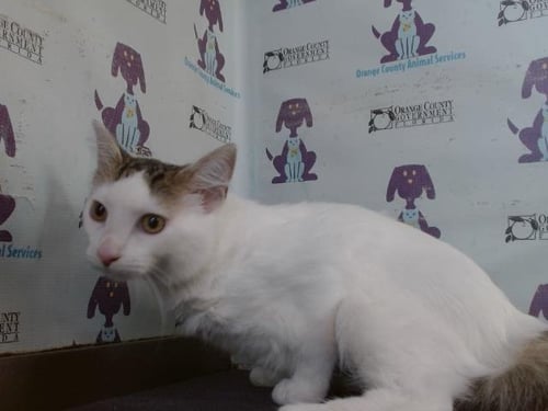 KAIRI - Domestic Short Hair available for adoption