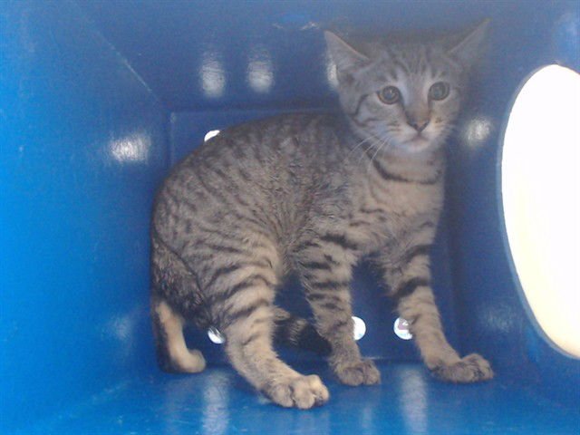 *AISLING - Domestic Short Hair for adoption in Orlando