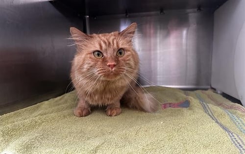 ARCHIE - Domestic Medium Hair available for adoption