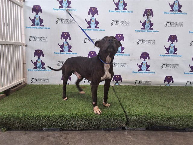 *THEOREM - Pit Bull Terrier for adoption in Orlando