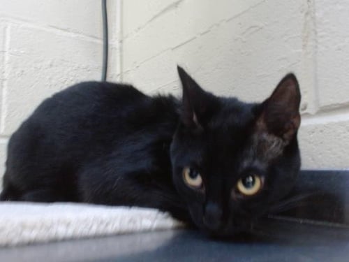 TCHALLA - Domestic Short Hair available for adoption
