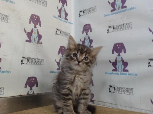 *PEANUT - Domestic Medium Hair available for adoption