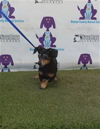 CALLIE - Photo 1