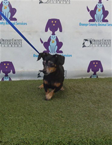 CALLIE - Chihuahua available for adoption