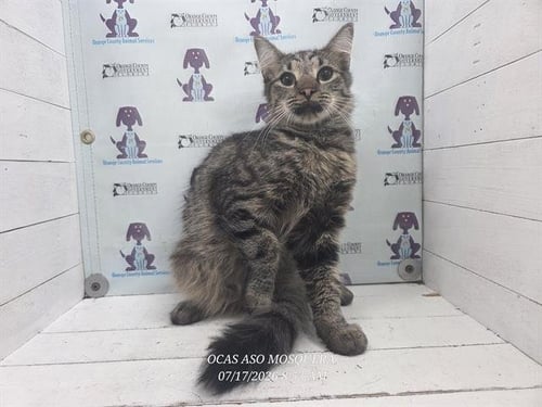 *MUFASA - Domestic Medium Hair available for adoption