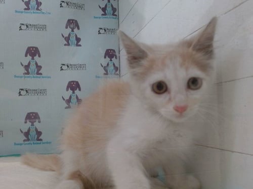 *BOSTON - Domestic Short Hair available for adoption