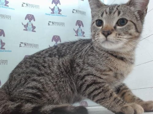 *TOBY - Domestic Short Hair available for adoption