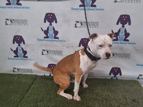*RITZ - Pit Bull Terrier available for adoption