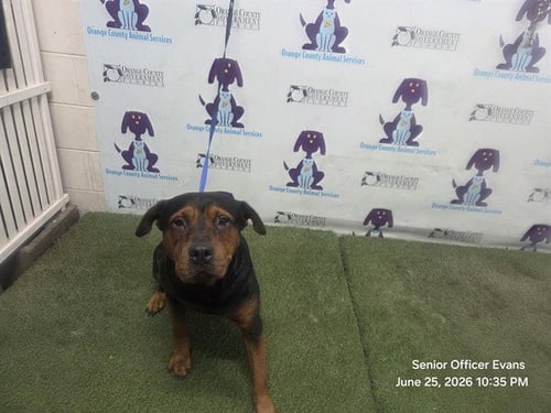 TEETEE - Pit Bull Terrier available for adoption