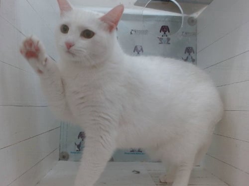 RORA - Domestic Short Hair available for adoption