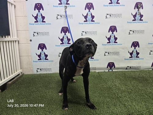 RANDY - Pit Bull Terrier available for adoption