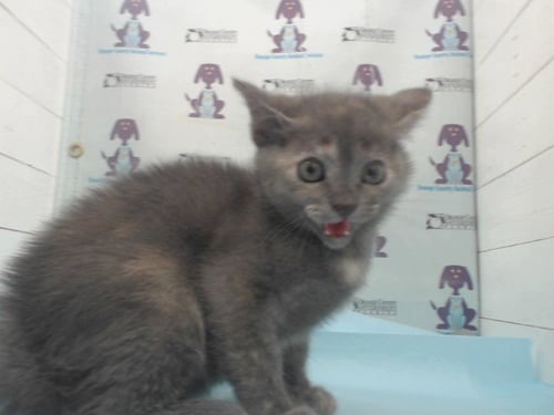 SUSHI - Domestic Short Hair available for adoption