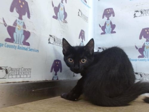 *FROSTED - Domestic Short Hair available for adoption