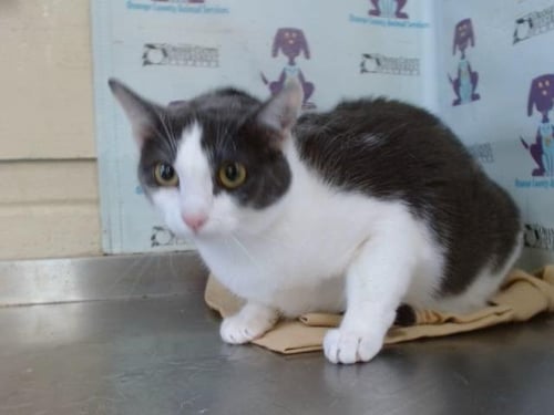 PRINCESS - Domestic Short Hair available for adoption
