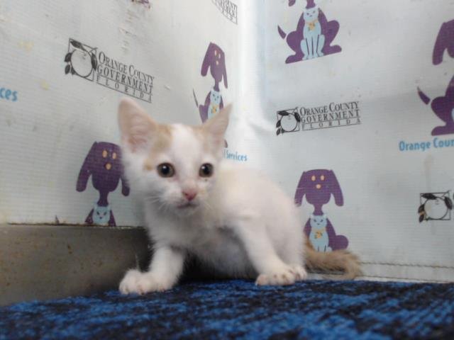 *ELFIE - Domestic Short Hair available for adoption