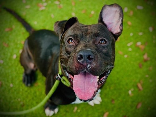 BINGO - Pit Bull Terrier available for adoption