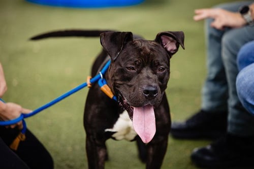 BINGO - Pit Bull Terrier available for adoption