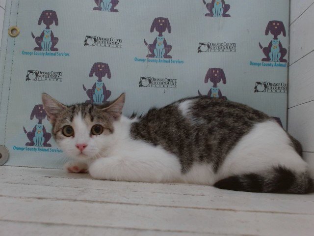 TAKI Image