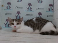 TAKI - Photo 1