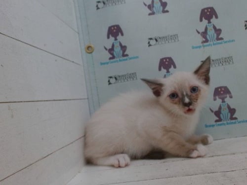 *GHOST BOO - Siamese available for adoption