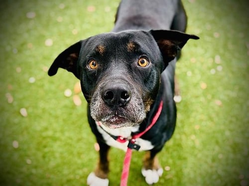 NEGRIL - Pit Bull Terrier available for adoption