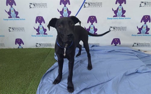 *PINK SEAHORSE - Pit Bull Terrier / Labrador Retriever available for adoption