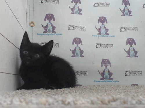 *ZIGGY - Domestic Short Hair available for adoption