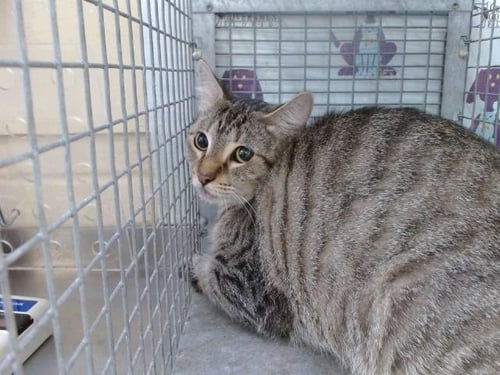 *VALERIE - Domestic Short Hair available for adoption