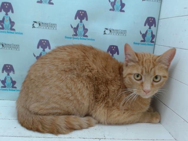 DREAM - Domestic Short Hair available for adoption