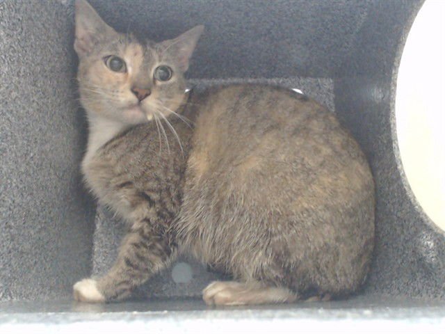 *CHEER - Domestic Short Hair available for adoption