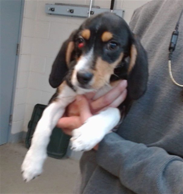 SILO - Beagle available for adoption