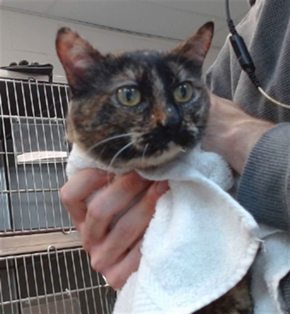 MELVONYA - Domestic Short Hair available for adoption