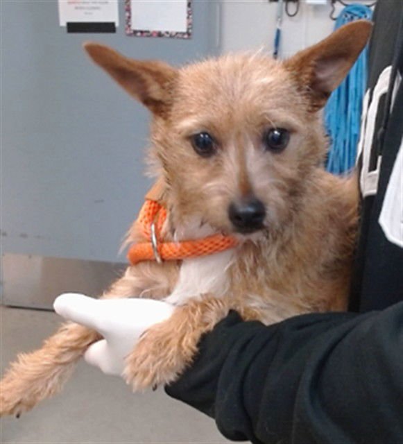 RASCAL - Terrier available for adoption