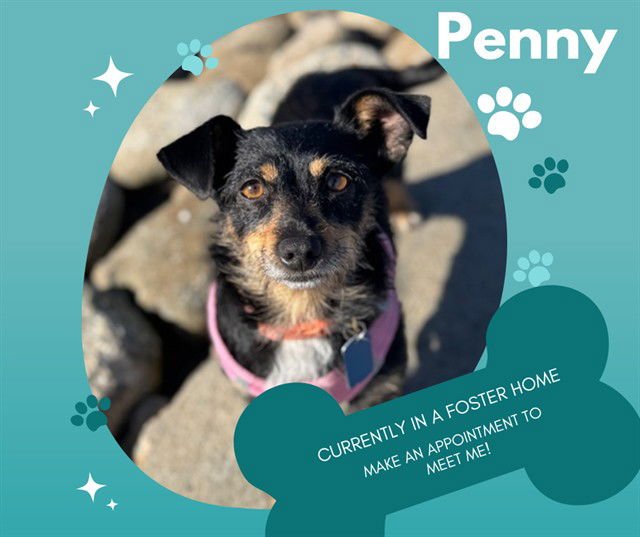 PENNY - Terrier available for adoption