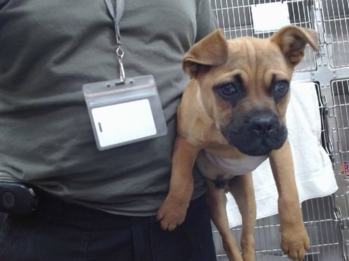 ROCKET - Boxer available for adoption
