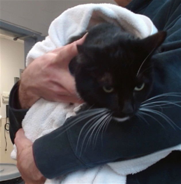 OWEN - Domestic Short Hair available for adoption