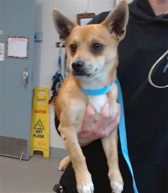 BENSON - Chihuahua available for adoption