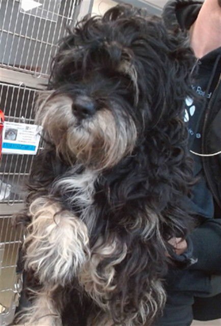 DUFF - Miniature Schnauzer available for adoption