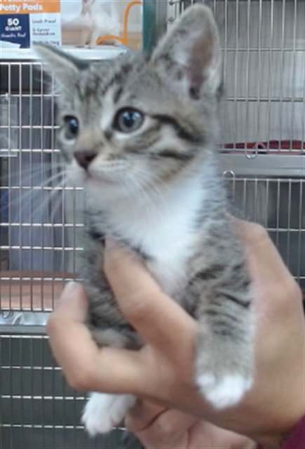 KLAUS - Domestic Short Hair available for adoption