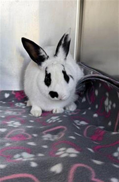 PATCH - Shorthaired Rabbit available for adoption