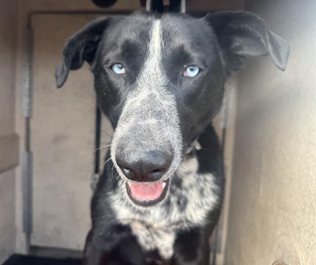 FRANKLIN - Siberian Husky available for adoption