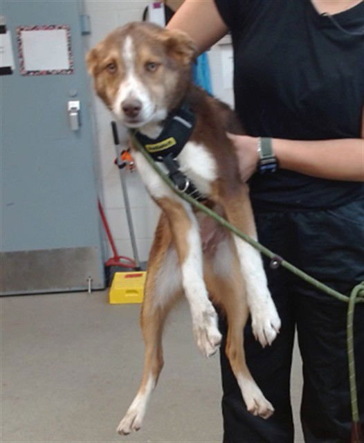 LONNIE - Australian Shepherd / Border Collie available for adoption