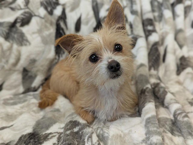 VELVET - Terrier available for adoption