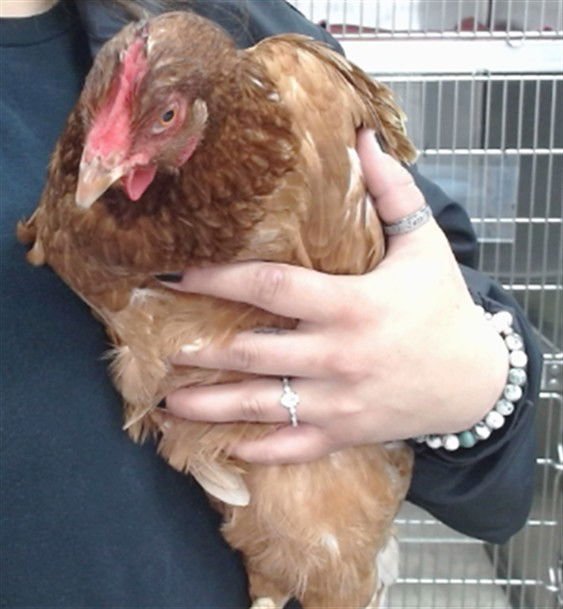 GRETCHEN - Chicken available for adoption
