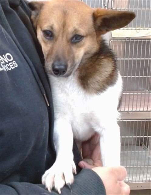 CRISPY - Terrier available for adoption