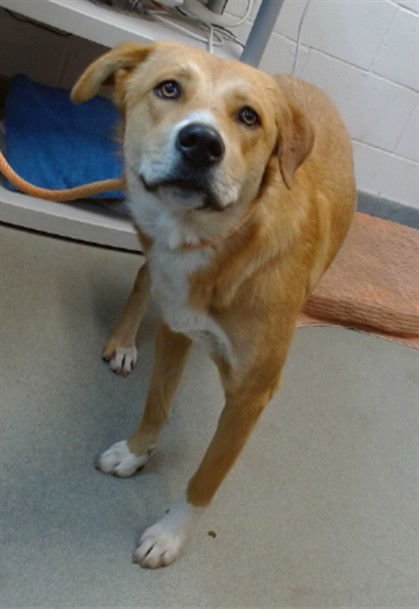 MADISON - Labrador Retriever available for adoption